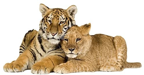 GRAZDesign Wandtattoo Tiger mit Baby | Wandaufkleber Afrika | Wandsticker Deko Aufkleber 3d - 98x50cm