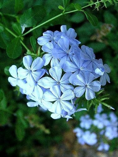 Plumbago auulata 2 Piante Giovani in 9cm Vasi dal Taglio