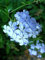 Plumbago auulata 2 Piante Giovani in 9cm Vasi dal Taglio