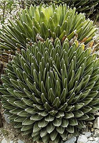 Agave Victoriae Reginae Huasteca Canyon Giant Queen Victoria Agave 5 seeds