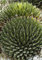 Agave Victoriae Reginae Huasteca Canyon Giant Queen Victoria Agave 5 seeds