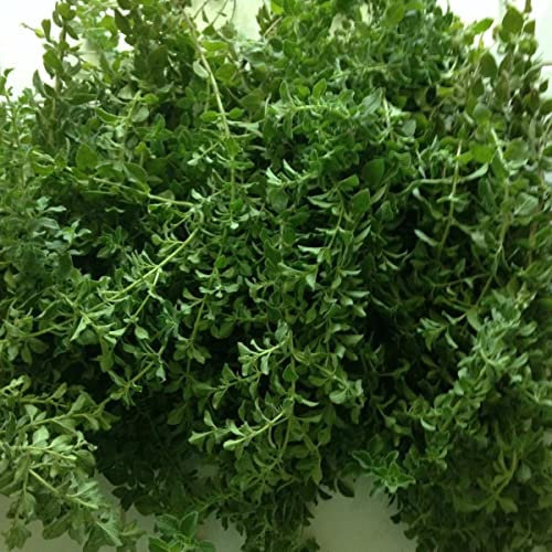 Oregano (Origanum Vulgare Hirtum) 300 Perennial Houseplant Seeds.