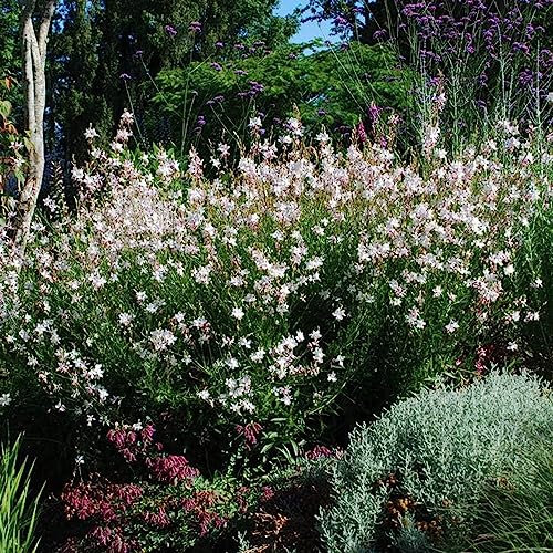80 pcs prachtkerze kaufen samen - winterharte pflanzen für garten,Gaura lindheimeri,Butterflies bonsai topf wildblumensamen mehrjährig winterfeste pflanzen für balkon nachhaltige