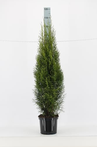 30st. Thuja Smaragd 120-150cm für 10m Hecke Lebensbaum Heckenpflanzen Edelthuja