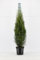 30st. Thuja Smaragd 120-150cm für 10m Hecke Lebensbaum Heckenpflanzen Edelthuja