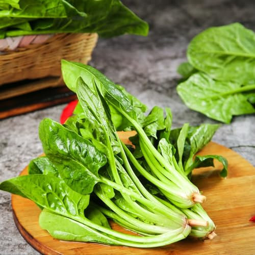 500 pcs Spinat Samen Winterhart Bio Gentechnikfreies Heiroom-Gemüse zum Anpflanzen, Spinacia oleracea, Pflanzensamen, Balkonpflanzen Pflanzensamen Gemüse, Balkon Beet Indoor Garden,