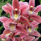 Cymbidium Orchid bulbi,Orchidea del cymbidium,cymbidium pianta vera,Piante erbacee perenni,Ambiente paesaggistico,Decorazione del giardino(non fiori artificiali,senza semi)-5 bulbi-B