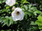 5 Stk. weiße Apfelrose, Hagebutte, Kartoffelrose 'Alba' - (Rosa rugosa 'Alba'), Containerware 40-60 cm