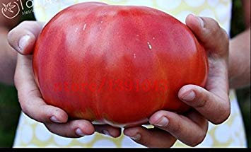 200 Semillas de Tomate Gigante Grande de Tomate Carne híbrido Semillas No-GMO Semillas de hortalizas para jardín Plantar