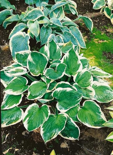 Hosta x fortunei 'Minuteman' ca. 11x11 cm Topf - Funkie, grün-weiße Blätter, ideal für schattige Beete, pflegeleicht, winterhart