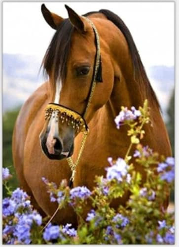 Deco-online Beau cheval peinture par numéro pour enfants et adultes débutants, cadre à faire soi-même, kit de peinture sur toile pour garçons et filles, 40,6 x 50,8 cm, coloré