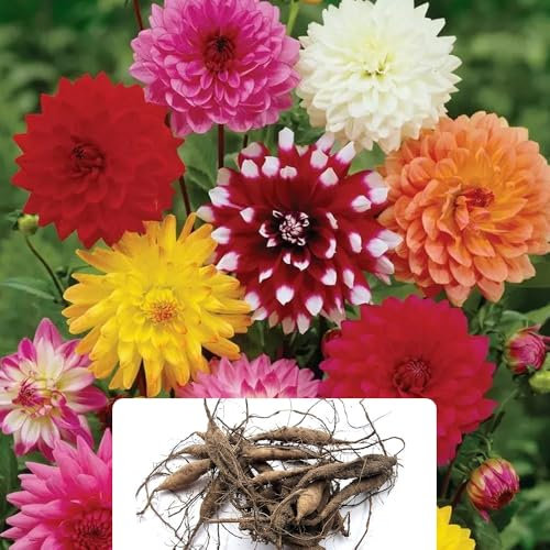 3-Pack Decorative Dahlia Mix - Vibrant Bicolour Blooms for a Stunning Summer Display - Perfectly Grown for UK Garden Conditions