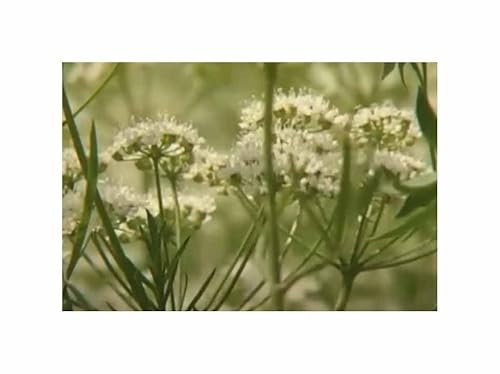 3 g Anis Garten Pflanzen - Samen F-S229 - Seeds & Plants Shop by Ipsa