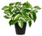 Oairse Plantas artificiales de 30 cm, plantas artificiales de interior con macetas negras, plantas artificiales artificiales en maceta artificial Pothos N' Joy para hogar, baño, salón, cocina, oficina