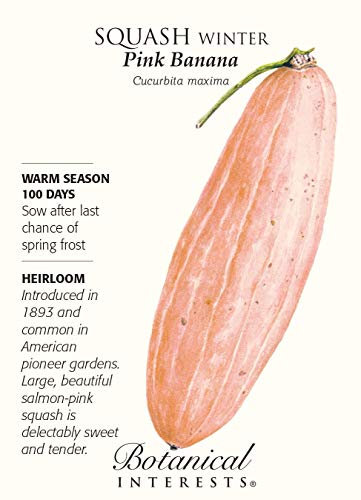 Squash Winter-Rosa Banana Seed