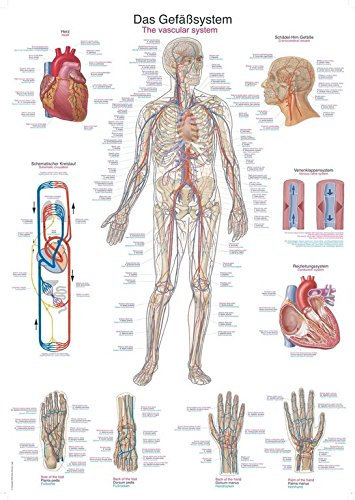 Anatomische Lehrtafel Das Gefäßsystem | ca. 70 x 100 cm