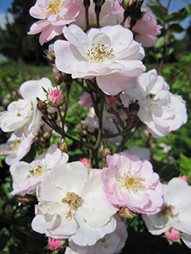 Kletterrose Perennial Blush® - Rosa Perennial Blush® - hellrosa-weiß - Duft++ - Tantau-Rose - Ramblerrose