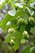 Gemeine Pimpernuss Staphylea pinnata Pflanze 15-20cm Klappernuss Nussbaum