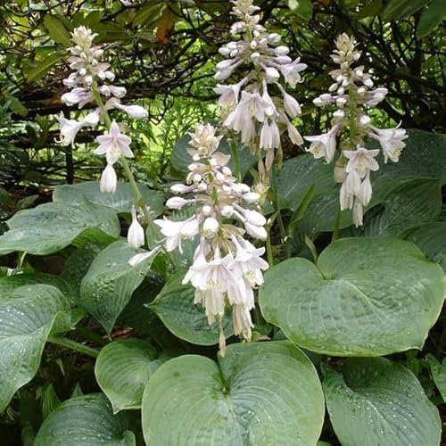 12 unità Hosta Sieboldiana 'Elegans' - Hosta sieboldiana 'Elegans' Vaso 9x9cm ±1 m² - Foglie Grandi e Eleganti per Giardini