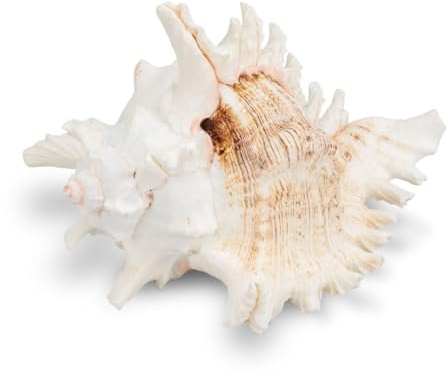 NaDeco Murex ramosus Natur in 3 Größen (15-18cm, 18-20cm, 20-23cm) Großes Schneckenhaus als Maritime Dekoration | Große Deko Muscheln | Deko Schnecken | Sammlerstücke