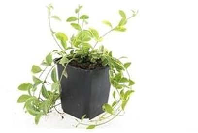 Exotenherz Bodendecker - Kleinblättriges Gelbbuntes Immergrün - Vinca minor 'Aureovariegata' - 9cm Topf - Set mit 60 Pflanzen