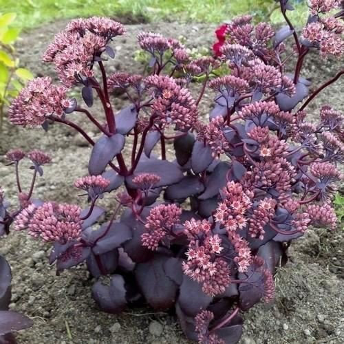 Sedum Imperatori onda semi succulente (Sedum) Telephium 50 Semi