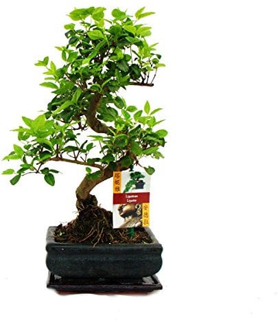 Exotenherz - Bonsai Chinesischer Liguster - Ligustrum sinensis - ca. 6 Jahre