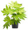Aralia Japonica Planta Natural muy Resistente