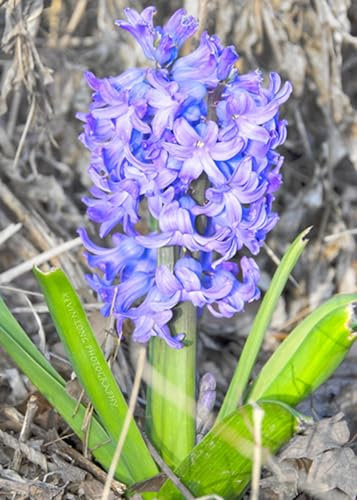 Vielfalt,Leicht zu keimen,Natürlich und biologisch,Winterharte Rhizome,Einfach anzubauen,Gesunde Zwiebeln, Kältebeständig, Winterhartes-2 Hyazinthen Zwiebeln