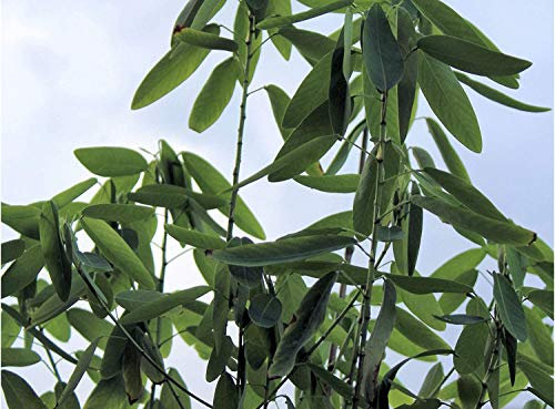 Seeds Codariocalyx motorius Dance of the plants leaves move! Large Plant Container (10): Only Seeds
