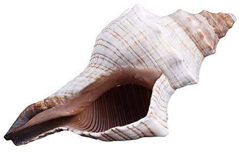 PANGBOER Coquilles de conque naturelles de 7,6 à 17,8 cm pour fête sur le thème de la plage, décorations d'intérieur, poissons pour aquarium, grandes coquillages pour décoration