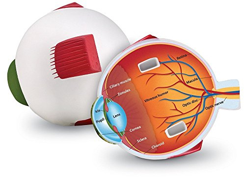 Learning Resources Augenmodell in Querschnittansicht, Lernmodell Auge aus Schaumstoff, Anatomie Lernhilfe für Kinder, mit Beschriftung & Buchstaben zum Überprüfen, ab 7 Jahren, 15 cm