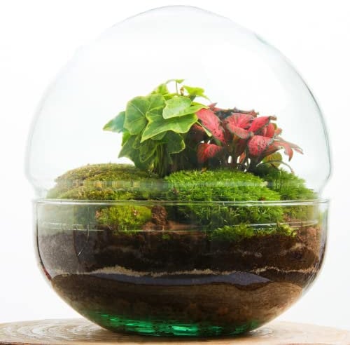 Terrario Plantas Cristal - Cápsula con Hiedra y Fittonia | Jardin Eterno en Cristal o Ecosistema Cerrado | Ideal para Decoración Hogar | Terrarios Autónomos | Medidas, 20 cm x 18 cm