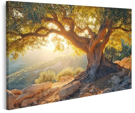 islandburner Bild auf Leinwand Alter Olivenbaum im Sonnenunterganglicht für Wohnzimmer Naturliebhaber Blumengeschäft Bilder Wandbilder Poster