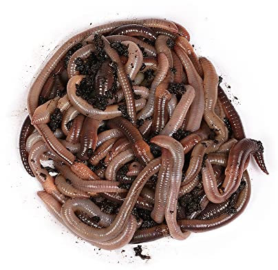 Natursache Tauwürmer lebend, 100 STK./Box I Lebender Angelköder für Wels, Forelle, Lachs, Aal, Zander, Hecht, Karpfen & alle Anderen Arten von großen Weißfischen I Ideales Zubehör für Angler