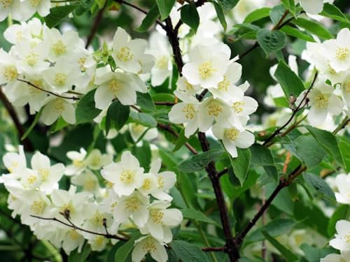 THISIT Malen nach Zahlen Sets für Erwachsene und Kinder, Jasmin, Blüten, Zweige-40 * 50 cm Rahmenlos