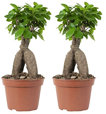 Bloomique - 2er Set - Ficus Ginseng - Bonsai Baum - Zimmerpflanzen - Pflegeleicht - Luftreinigend - Höhe 25-35 cm - Topf 15 cm