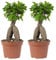 Bloomique - 2er Set - Ficus Ginseng - Bonsai Baum - Zimmerpflanzen - Pflegeleicht - Luftreinigend - Höhe 25-35 cm - Topf 15 cm