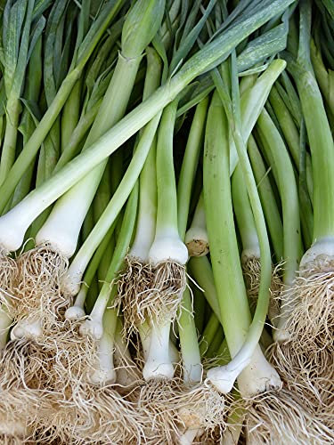 Lotto di 200 Semi di Indivia Bianca Precoce - Pianta aromatica dal sapore dolce - Molto facile da coltivare - Qualità gustativa che migliorerà i vostri piatti - Riproducibile al 100