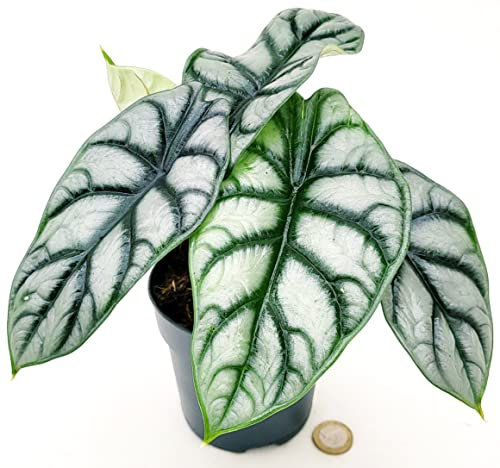 POWERS TO FLOWERS - ALOCASIA NEBULA DRAGON, VASO 12CM DIAMETRO, ORECCHIE D'ELEFANTE, pianta vera