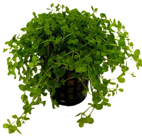 WASSERPFLANZEN WOLFF - ein Topf Monte-Carlo Zwergperlkraut/Micranthemum spec. 'Monte Carlo' - Perlenkraut - Micranthemum tweediei - Mini-Glossostigma/Wasserpfeffer, Teppichbildender Bodendecker