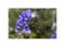 Stk - 50x Eisenhut Aconitum napellus Garten Pflanzen - Samen F-S527 - Seeds & Plants Shop by Ipsa