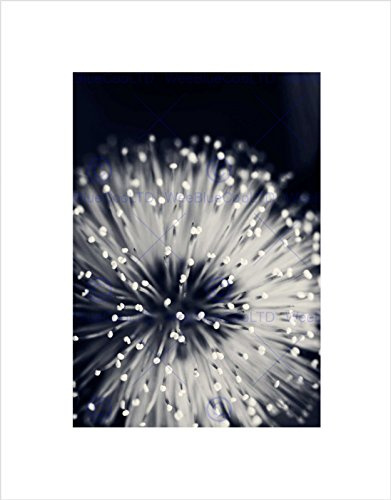 Wee Blue Coo Nature Plant Flower Black White Beautiful Wall Art Print