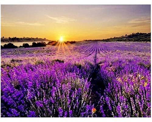 shiliwang Diy Acrylmalerei Nach Zahlen Malen Nach Zahlen Leinwand Malerei Kits Meer Von Blumen Hand Bild Moderne Wandkunst Acrylfarbe Für Home Wall Decor