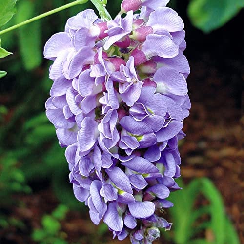 YouGarden Wisteria Amethyst Falls Supplied in a 4L Pot, Plants for Gardens and Outdoors, Garden Ready Plants Supplied as 90-100cm Tall Established Plant Ready to Plant Out