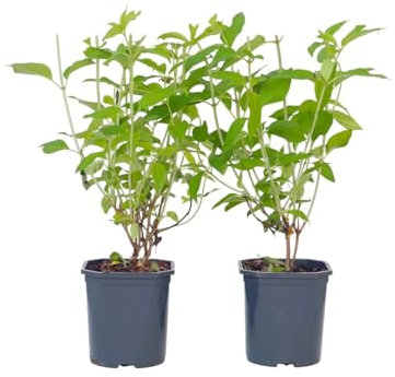 Plant in a Box - Ortensia hydrangea paniculata 'Grandiflora' - Set di 2 - Vaso 17cm - Altezza 30-40cm - Resistente all'inverno - pianta da giardino