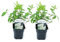 Plant in a Box - Hydrangea paniculata 'Grandiflora' - 2er Set - Winterhart - Gartenpflanze - Hortensie - Topf 17cm - Höhe 30-40cm