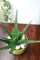 Portal Cool Reife 11-17 cm: Medicinial Aloe Vera Barbadensis Miller House Wählen Sie GröÃŸe