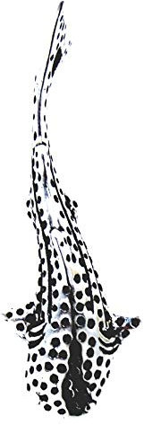 Kiss of Leather Anhänger Walhai aus 925 Sterling Silber Nr. 389