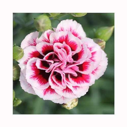 Dianthus Dinamic Purple to White -3 Established Plants Dazzling Dianthus Vibrant Bedding Plants. Ready for pots Plants Online.Summer Garden